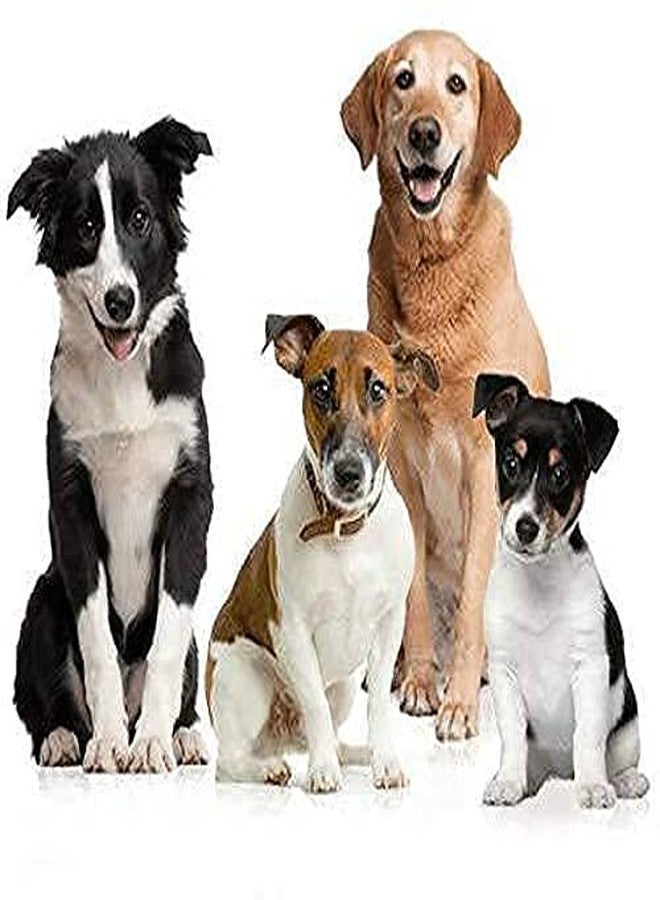 D&C PAWS طقم حزام D&C PAWS للكلاب، يتضمن طوقًا أسودًا للكلاب مقاس 1 بوصة مع سلسلة فولاذية، مصمم خصيصًا للكلاب الصغيرة والمتوسطة الحجم والجراء. سلسلة طوق للكلاب - Image 2